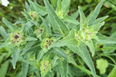 Untitled design - Campanula glomerata