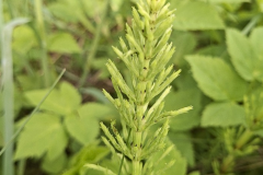 Untitled design - Equisetum arvense