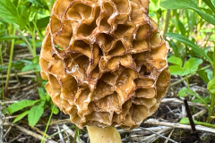 Untitled design - Morchella esculenta