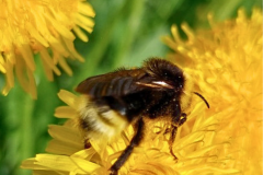 Untitled design - Bombus bohemicus