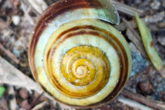 Untitled design - Cepaea spec.