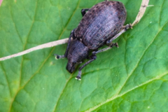 Untitled design - Curculionidae indet.