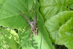 Untitled design - Pisaura mirabilis