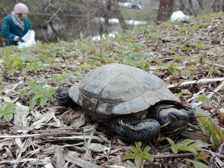Pavasara talkā Mūkusalā sakopj teritoriju un atrod bruņurupuci
