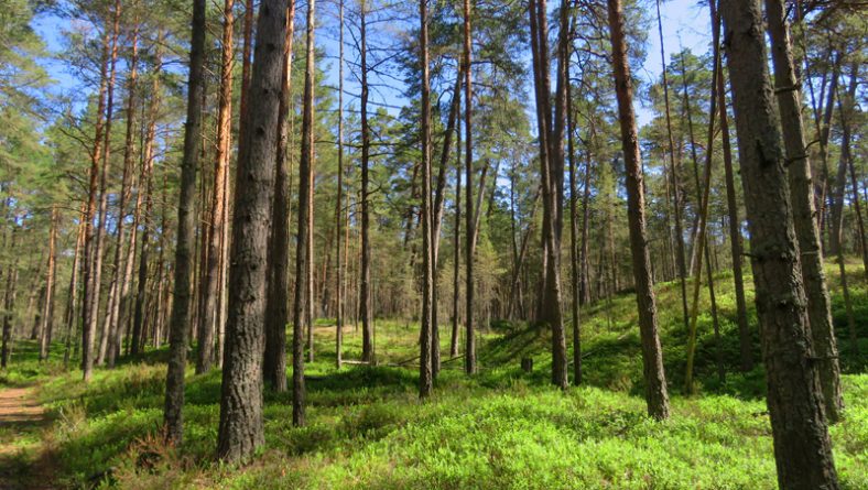 Latvijas Dabas fonds aicina uz dabas parka “Piejūra” dabas aizsardzības plāna sabiedrisko apspriešanu