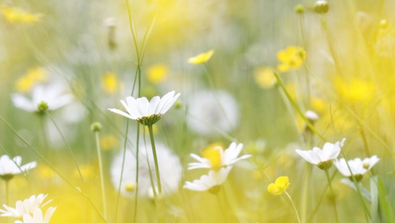 Vakarbuļļu dabas dienā aicina izzināt bioloģisko daudzveidību pļavā