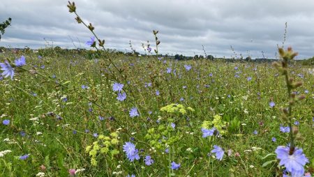 Dabas aizsardzības pārvalde piedāvā deviņus praktiskus padomus bioloģiskās daudzveidības veicināšanai dārzā, pagalmā un uz palodzes