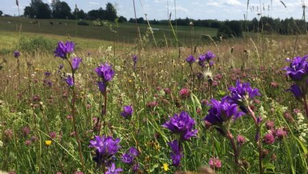 Aicina atklāt Daugavgrīvas pļavu noslēpumus dabas pētnieku pavadībā