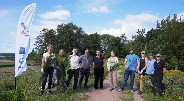 Jaunciemā notikusi talka  Kanādas zeltslotiņas izplatības ierobežošanai