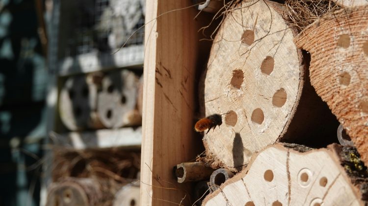 Dabiskās pļavas, dzīvotnes un komposts – ko vēl var paspēt izveidot šoruden, lai dārzs kļūtu dabai draudzīgāks?