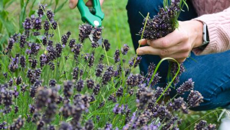 Pieņemts lēmums par atbalstu privāto dārzu bioloģiskās daudzveidības veicināšanai