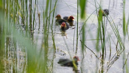 Šmerļupītē sāks būvēt lietusūdens attīrīšanas risinājumu testēšanas vietu