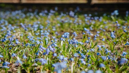 Rīgas skolēni aicināti piedalīties dabas izzināšanas konkursā “BioBlitz Rīga 2026”