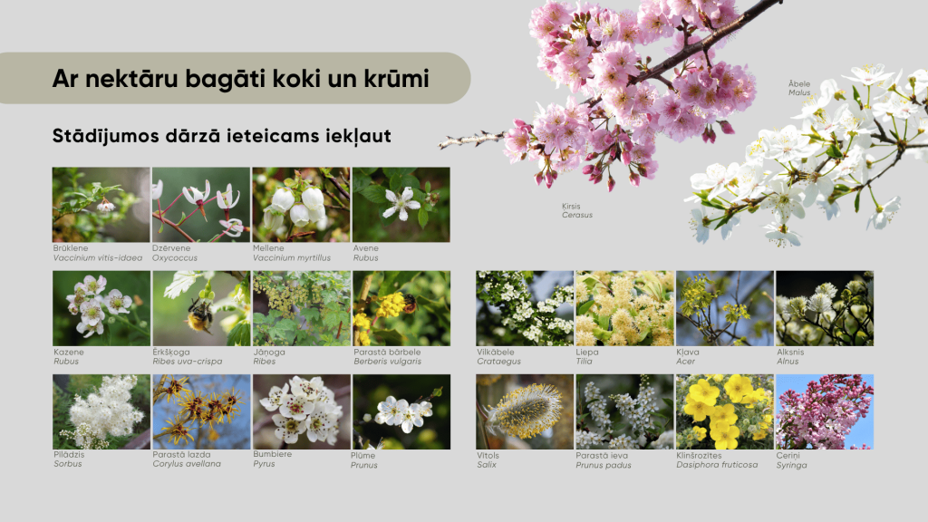 Attēls ar nektāru bagātiem kokiem un krūmiem, kurus ieteicams iekļaut stādījumos dārzā