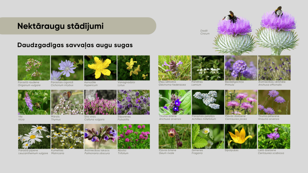 Attēls ar nektāraugu stādījumiem - daudzgadīgas savvaļas augu sugas